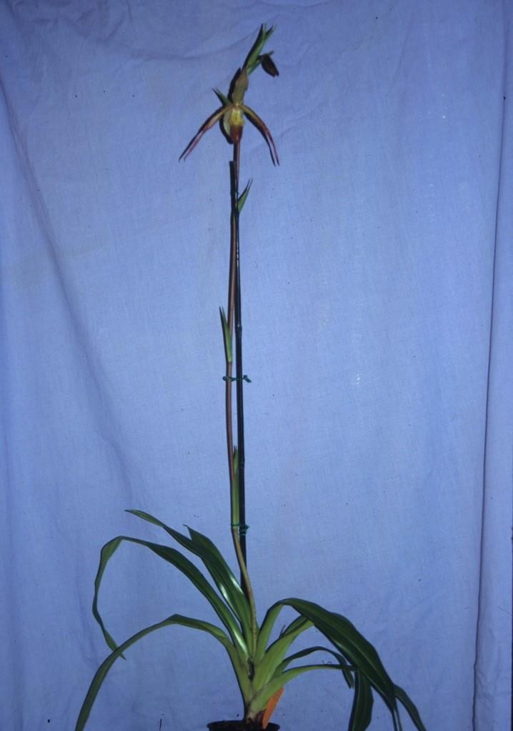 Phragmipedium Sorcerer's Apprentice - photo 2