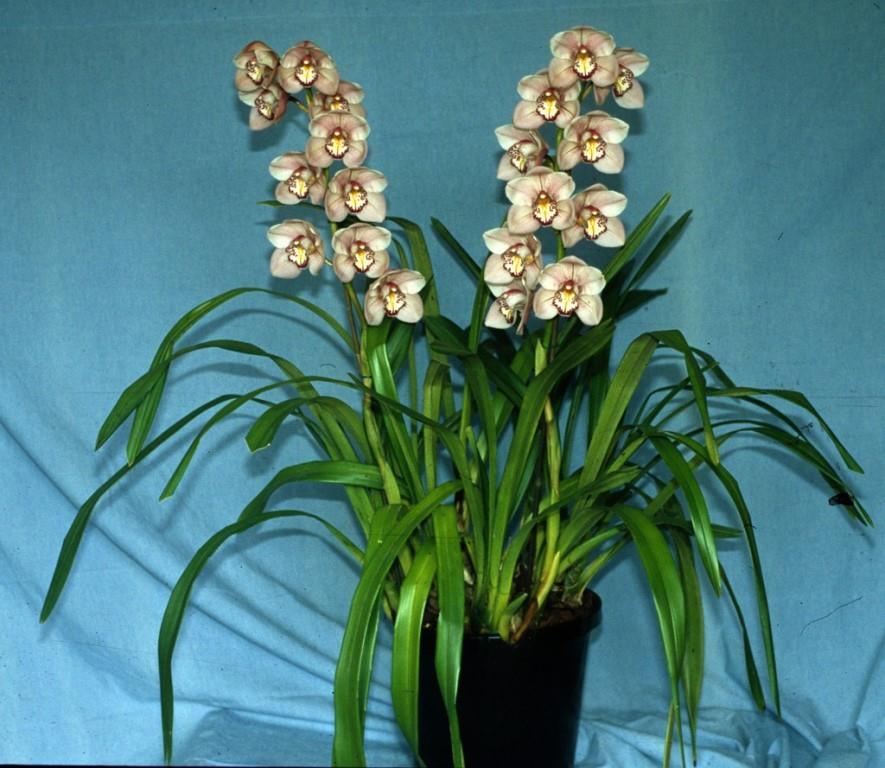 Cymbidium Paarl Perle - photo 2