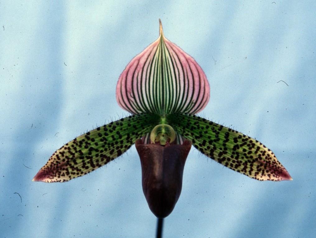 Paphiopedilum Macabre - HCC/AOC