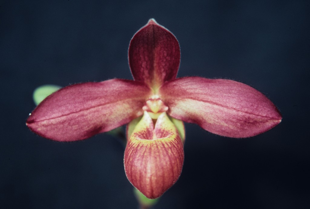 Phragmipedium Memoria Dick Clements - HCC/AOC