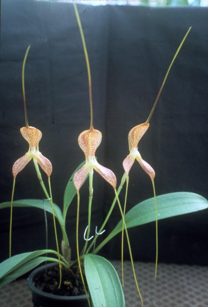 Masdevallia wurdackii