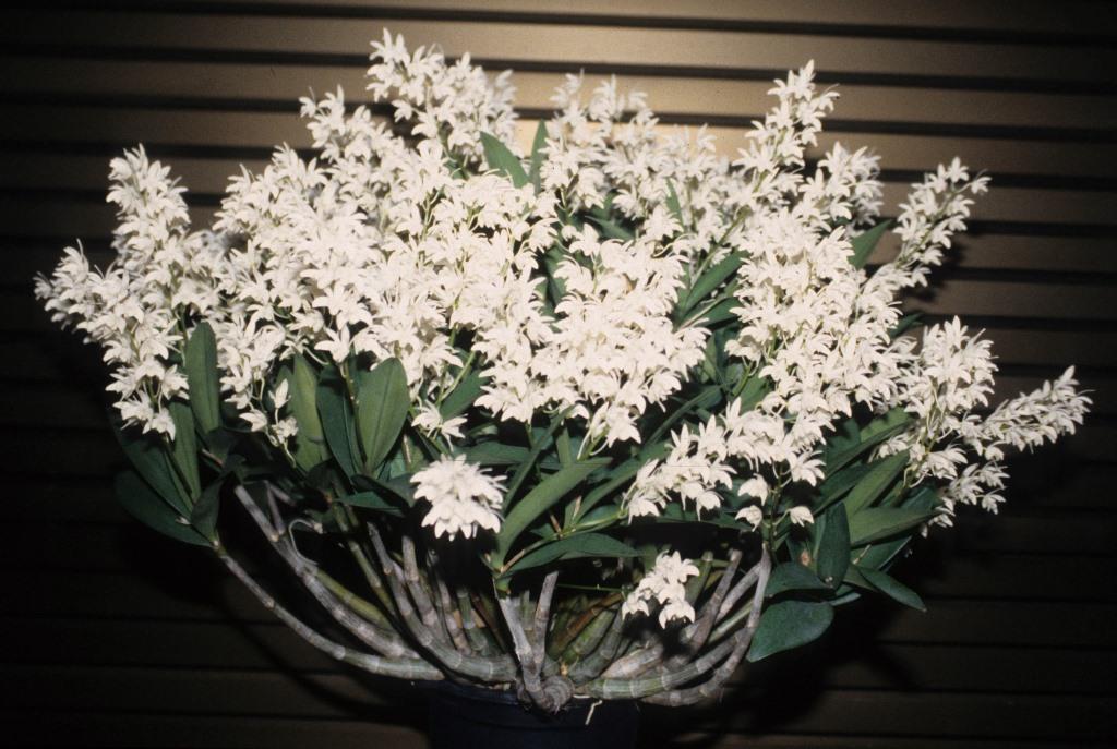 Den Specio-kingianum