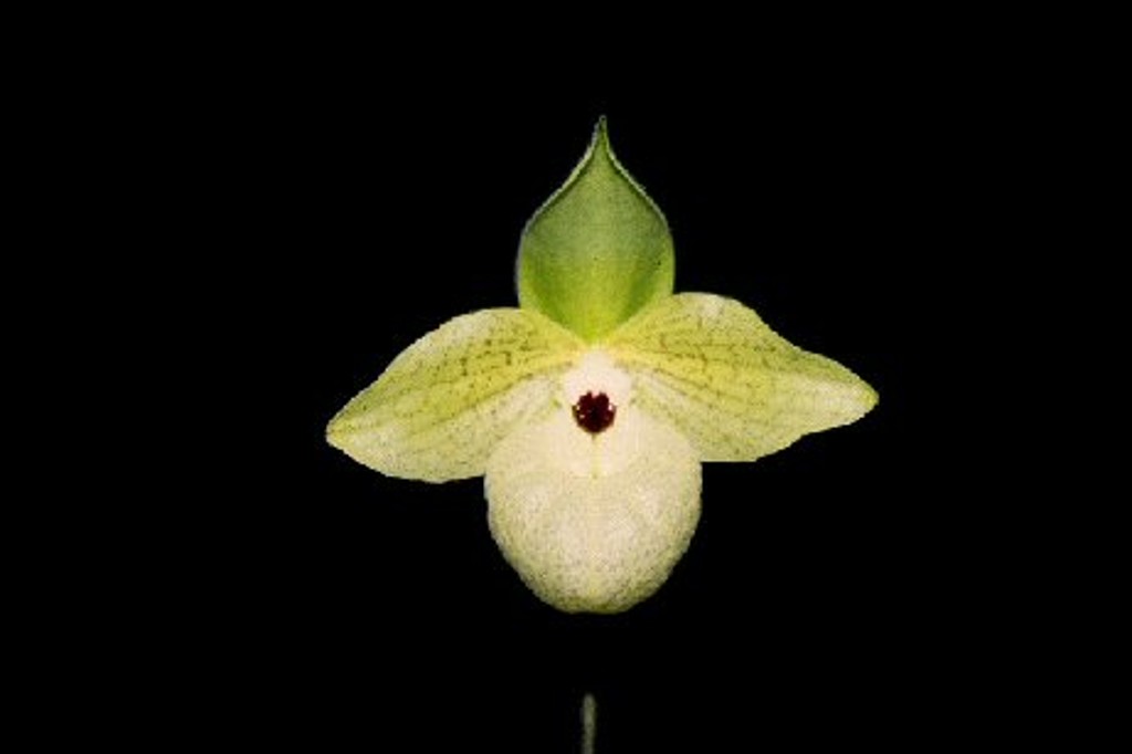 Paphiopedilum malipoense