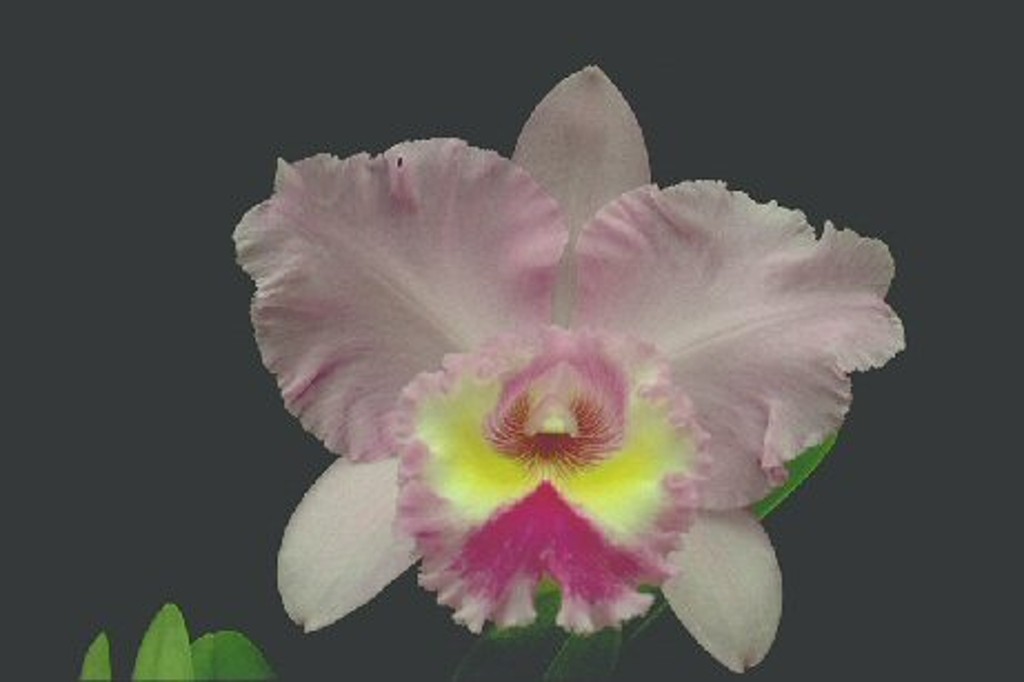 Rhyncholaeliocattleya Mount Sylvan