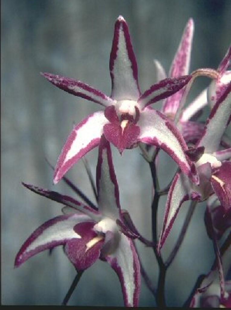 Dendrobium Tie-Dye - HCC/AOC