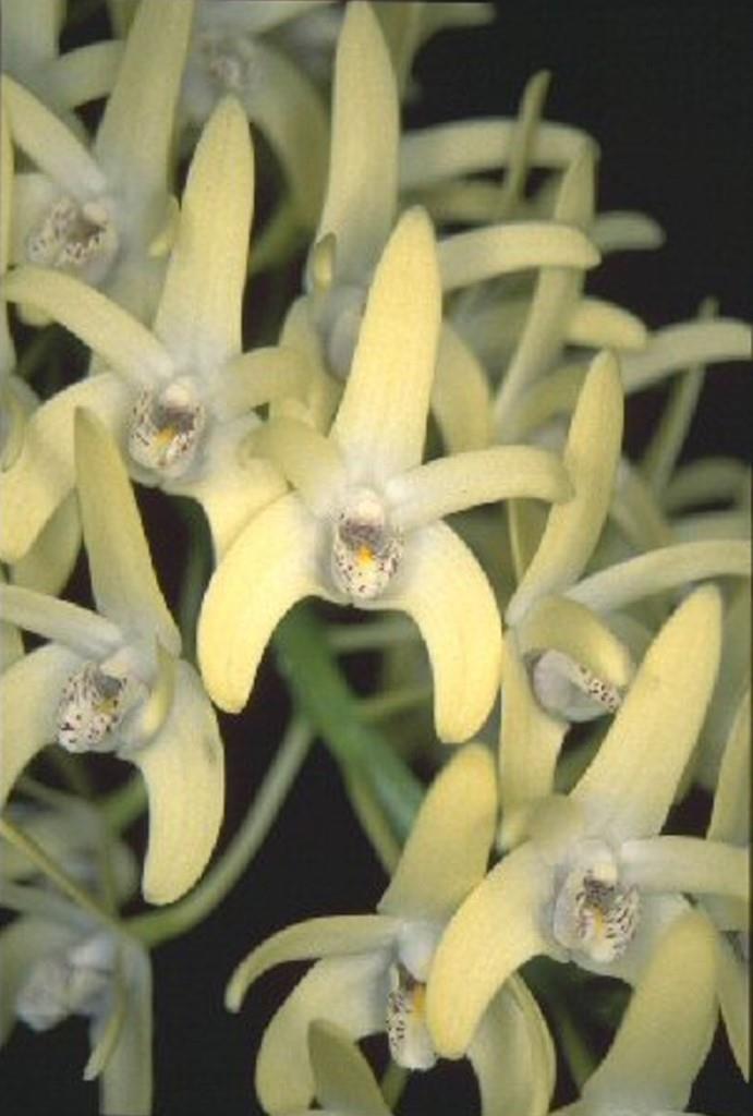 Dendrobium speciosum var. curvicaule