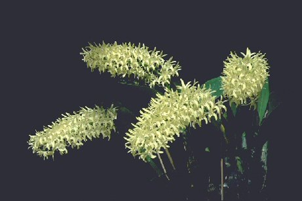 Dendrobium speciosum var. curvicaule