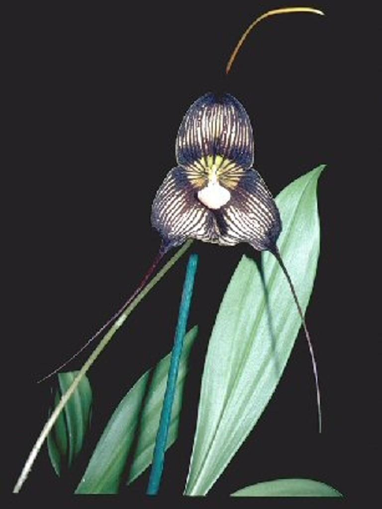 Dracula vampira - HCC/AOC