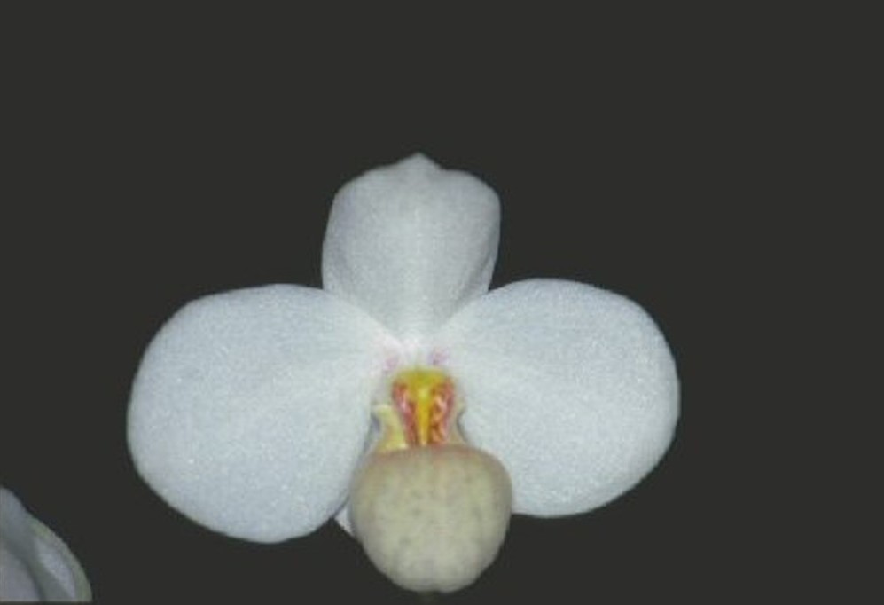 Paphiopedilum emersonii - HCC/AOC