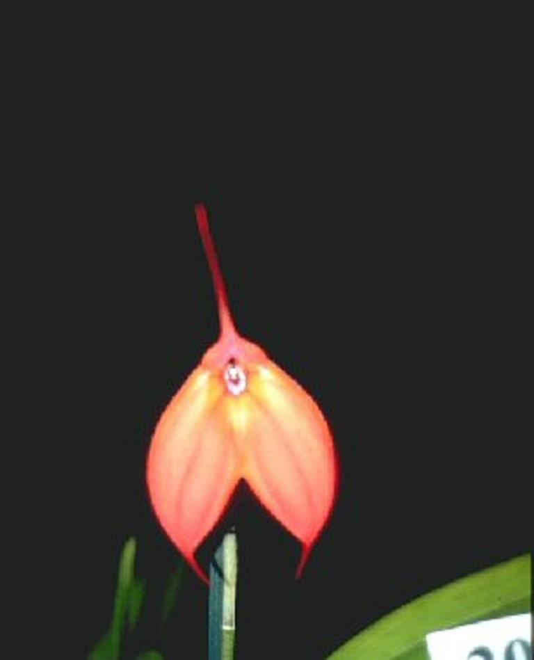 Masdevallia Patricia Hill - HCC/AOC