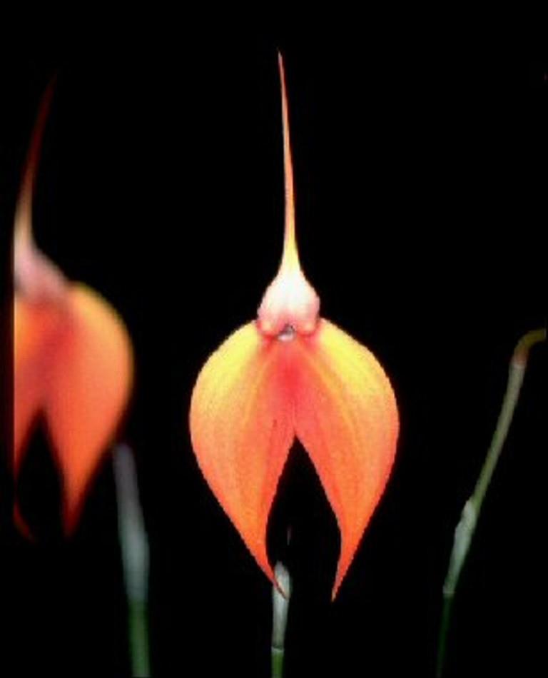 Masdevallia Falcata - HCC/AOC