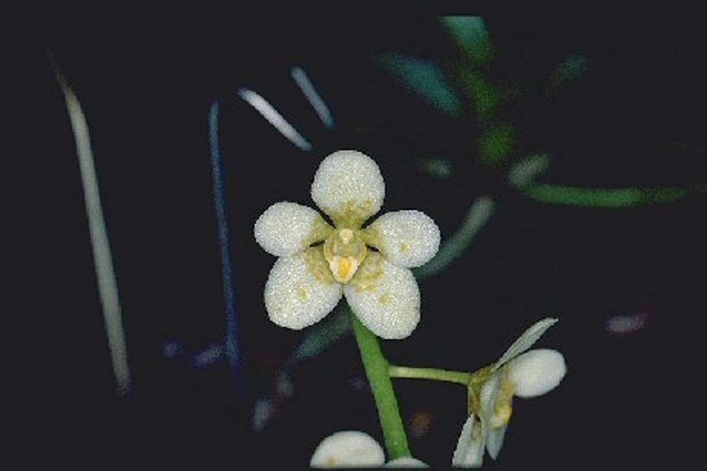 Sarcochilus Weinhart - HCC/AOC
