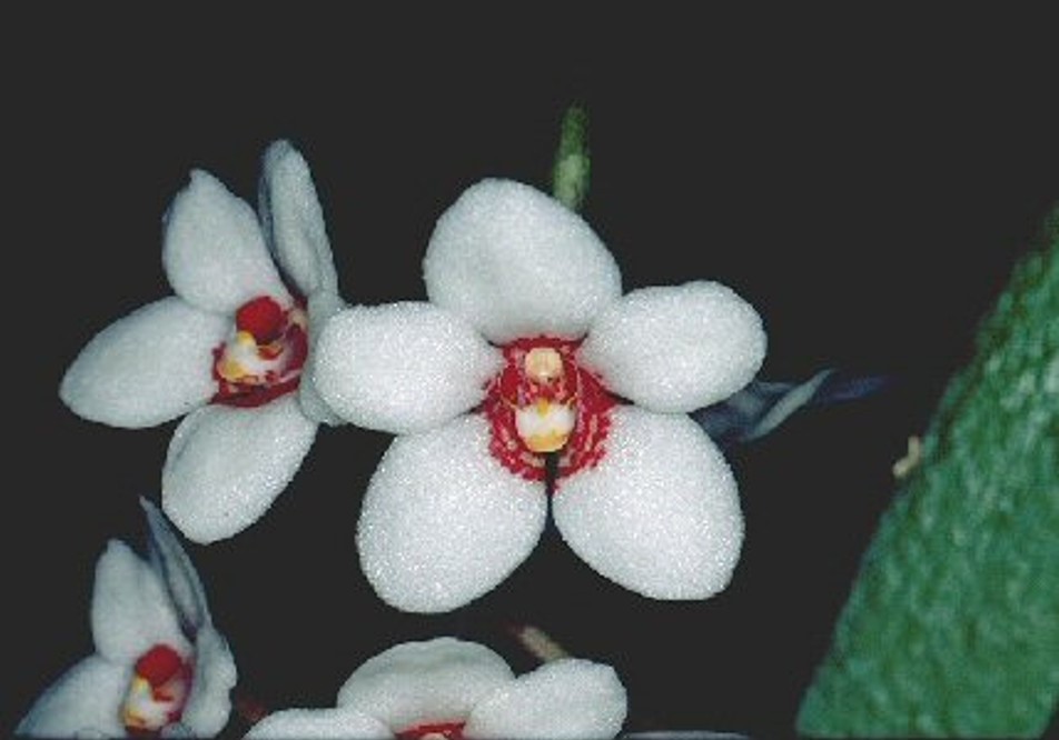 Sarcochilus hartmannii - AM/AOC
