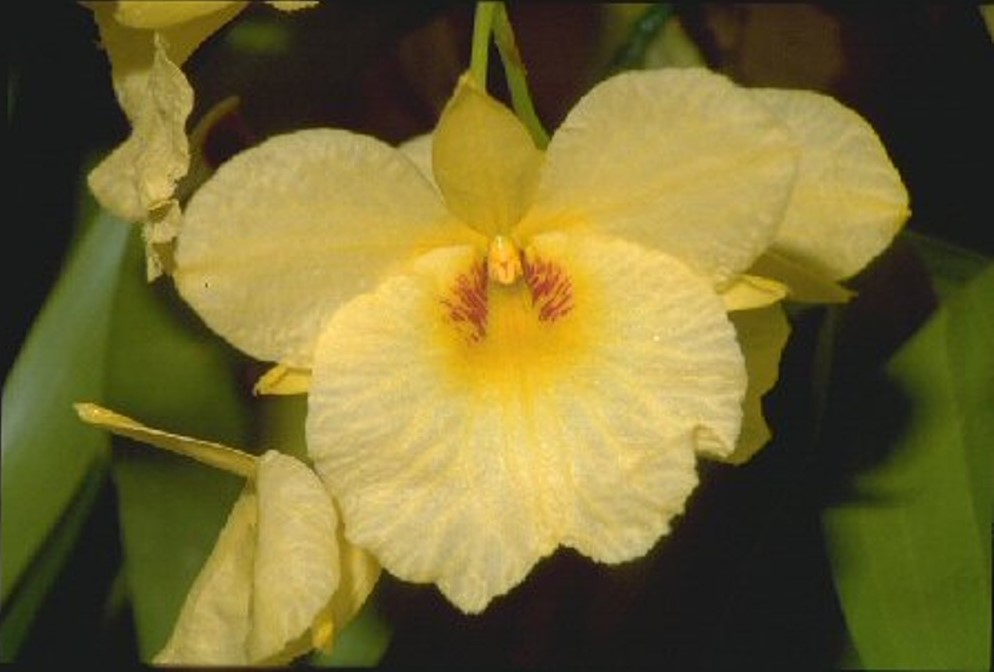 Dendrobium Golden Aya - HCC/AOC