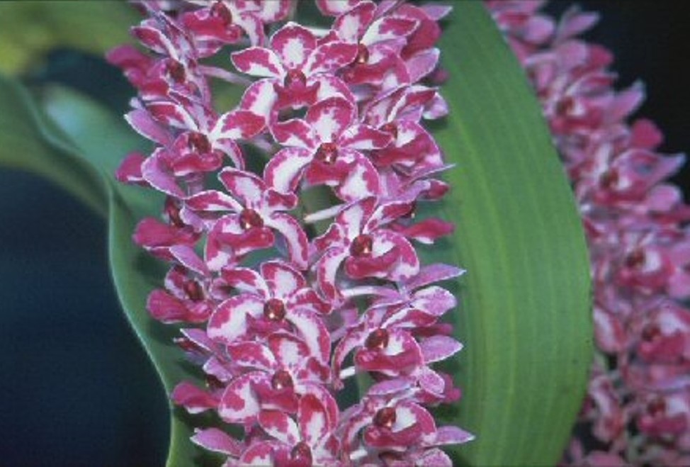 Rhynchostylis gigantea