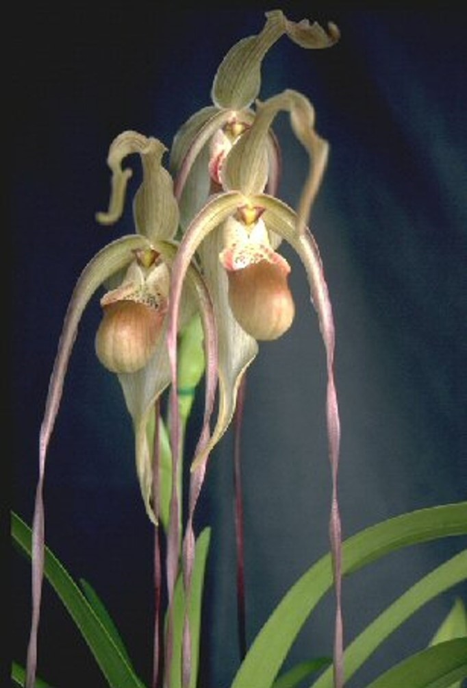Phragmipedium caudatum