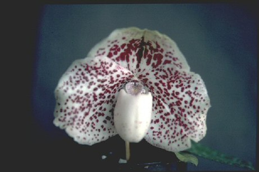 Paph S. Gratrix