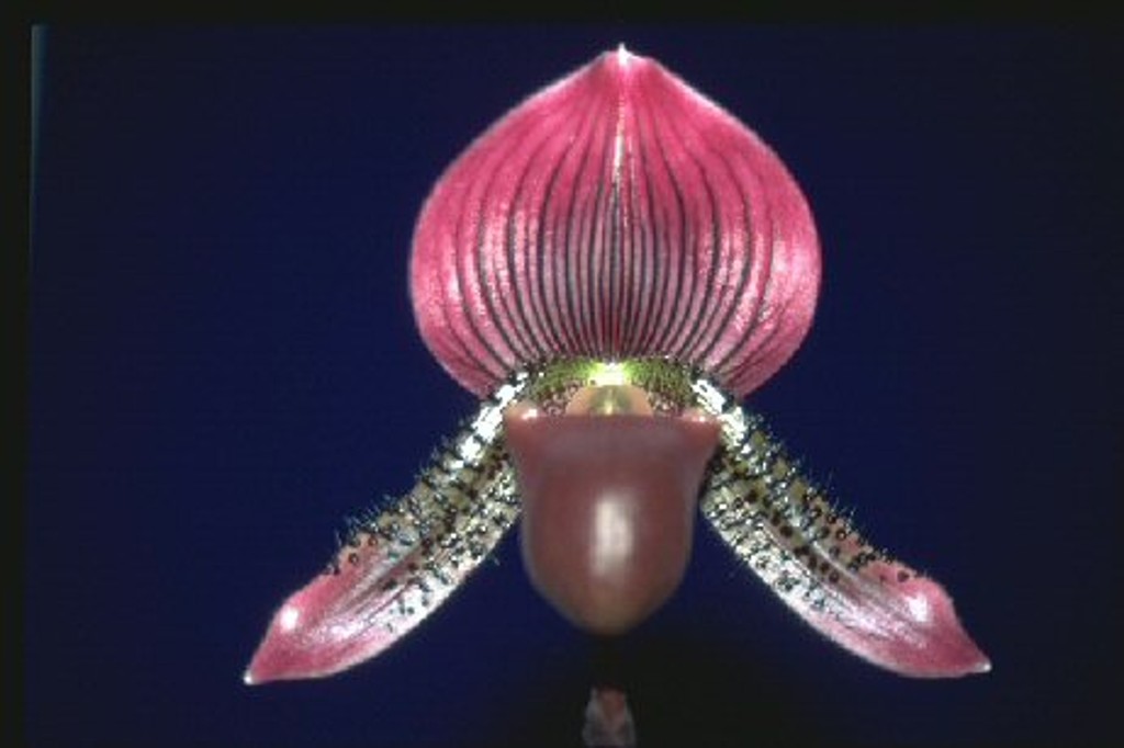 Paph Zeus