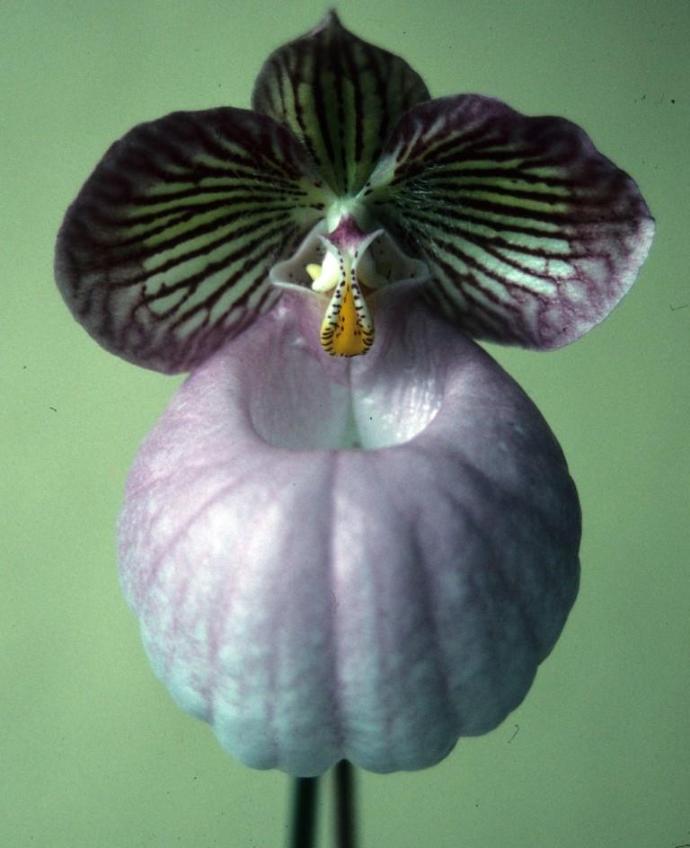 Paphiopedilum micranthum - HCC/AOC