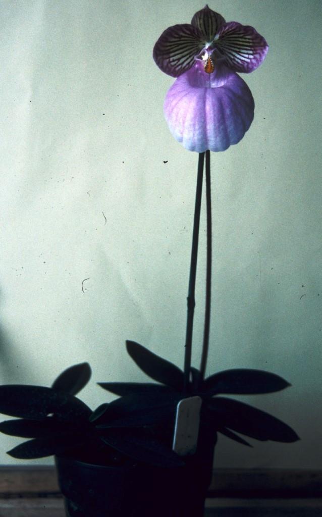 Paphiopedilum micranthum - photo 2
