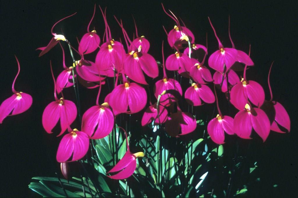 Masdevallia coccinea - ACC/AOC