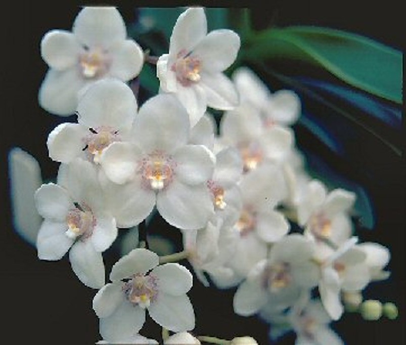 Sarcochilus Melba - HCC/AOC