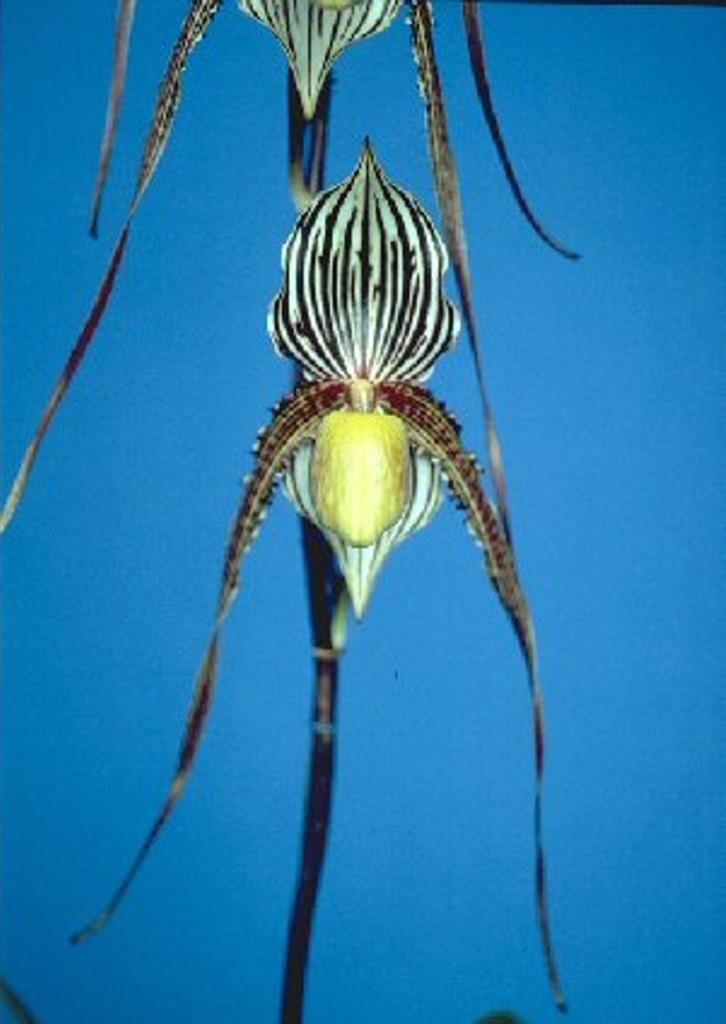 Paphiopedilum Saint Swithin 'Q'lander'