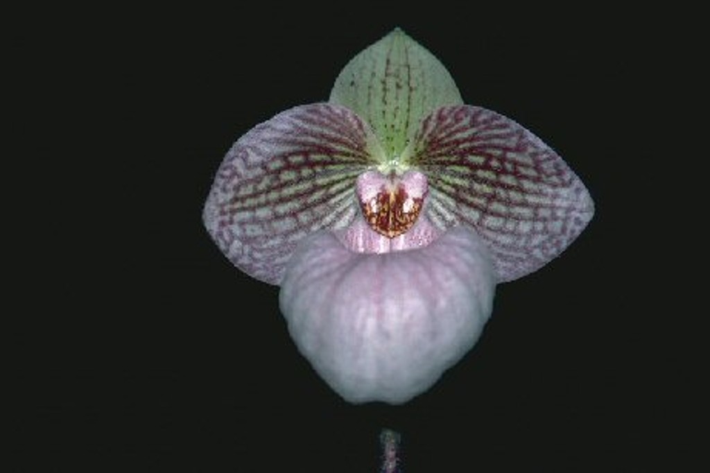 Paph Fanaticum