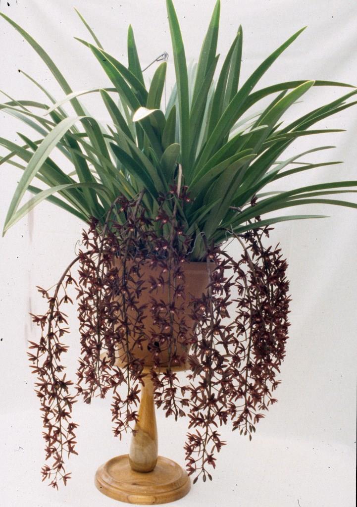 Cymbidium Australian Midnight - ACC/AOC