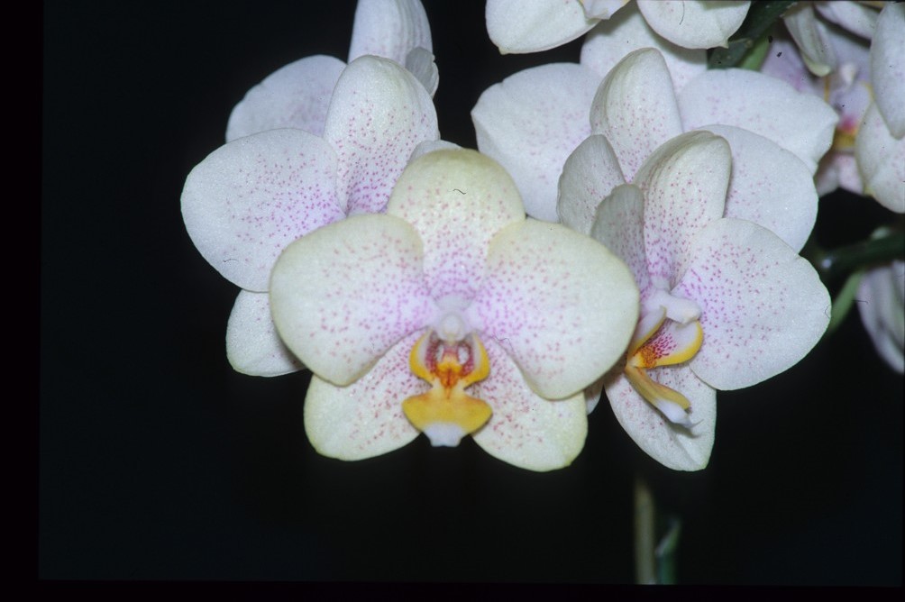 Phalaenopsis Little Steve