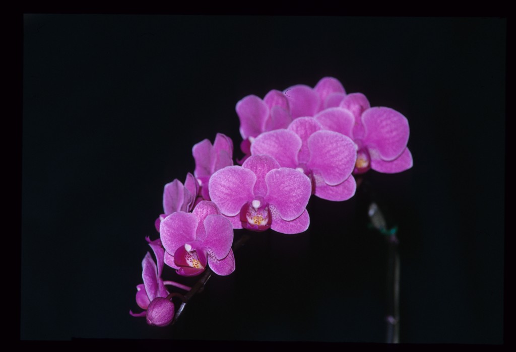 Phalaenopsis Zuma Highness