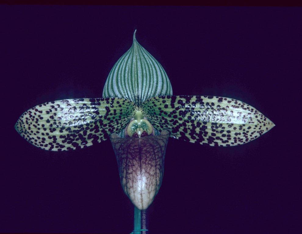 Paphiopedilum sukhakulii - HCC/AOC