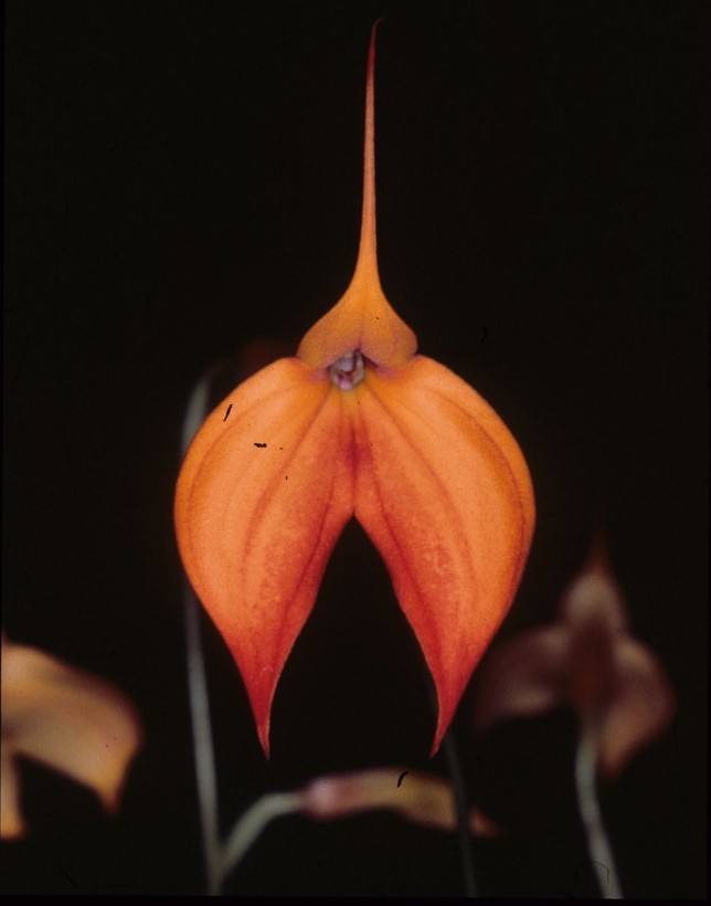 Masdevallia Heathii - HCC/AOC