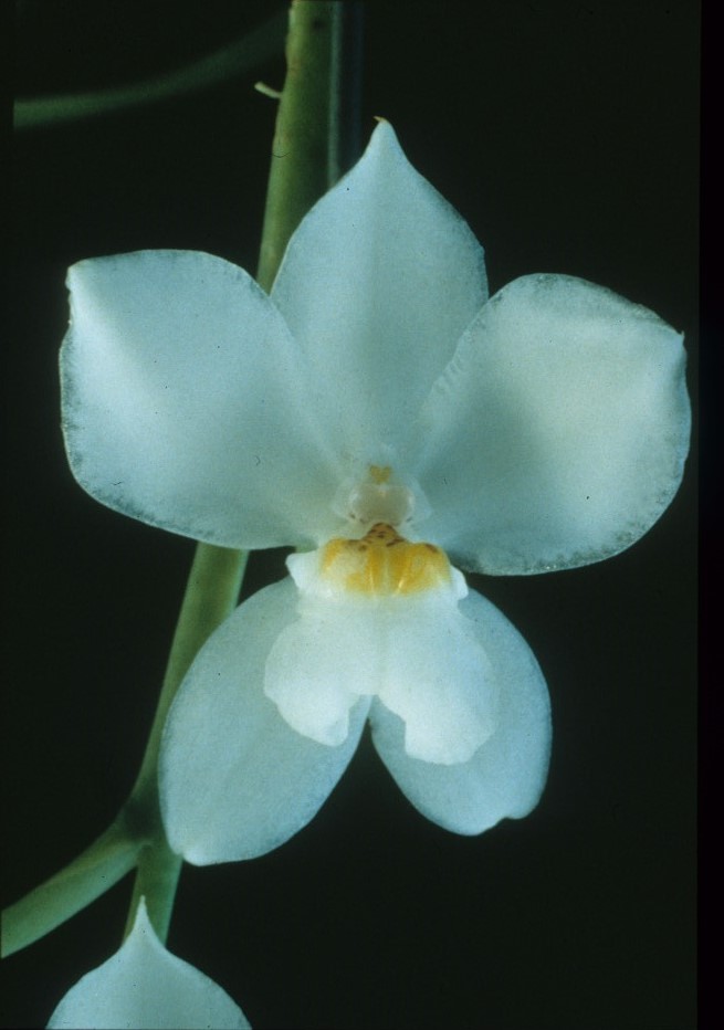 Cuitlauzina pulchella - HCC/AOC