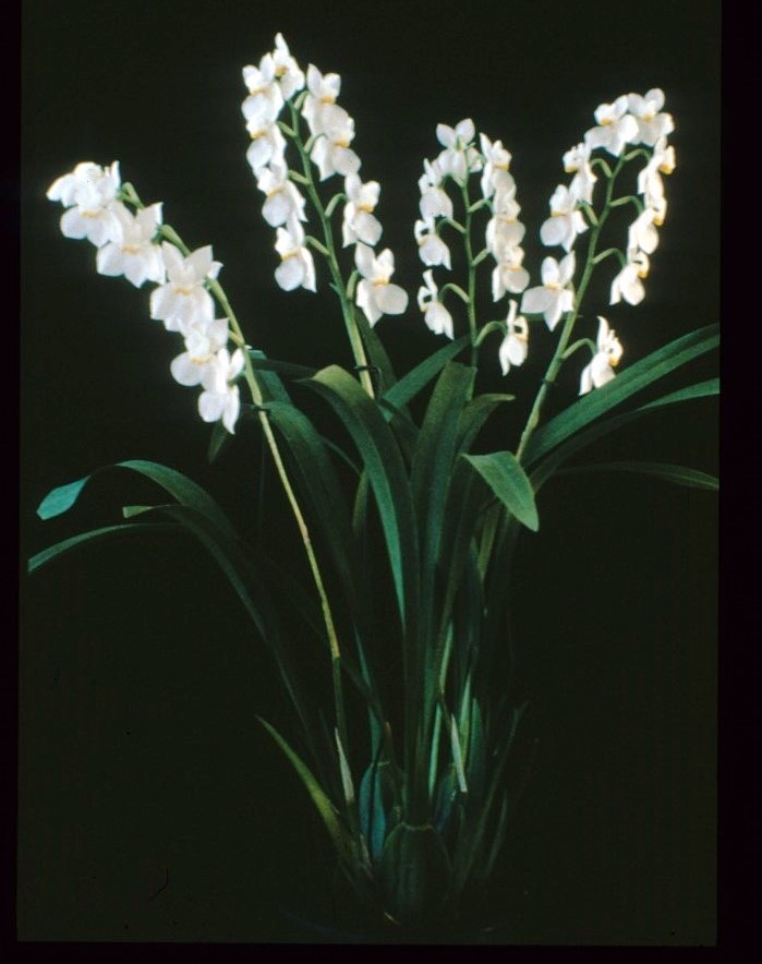 Cuitlauzina pulchella - photo 2