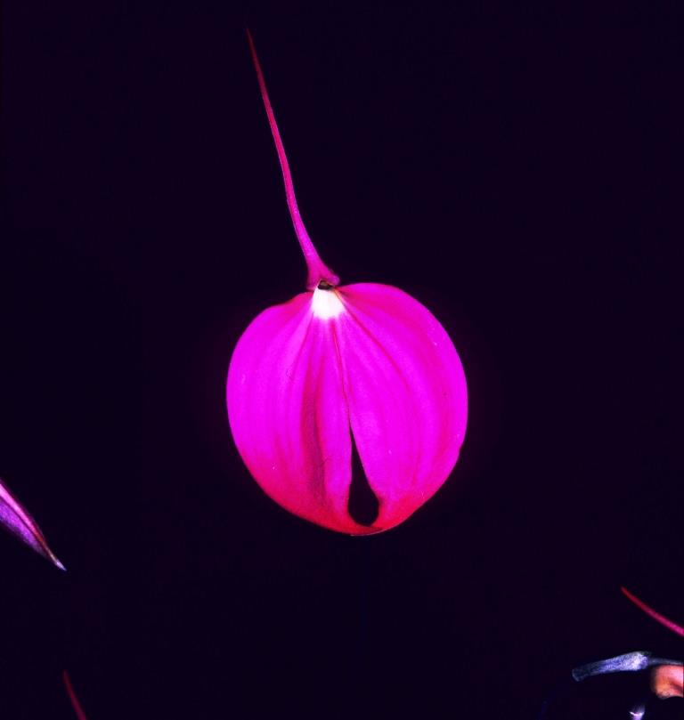 Masdevallia coccinea