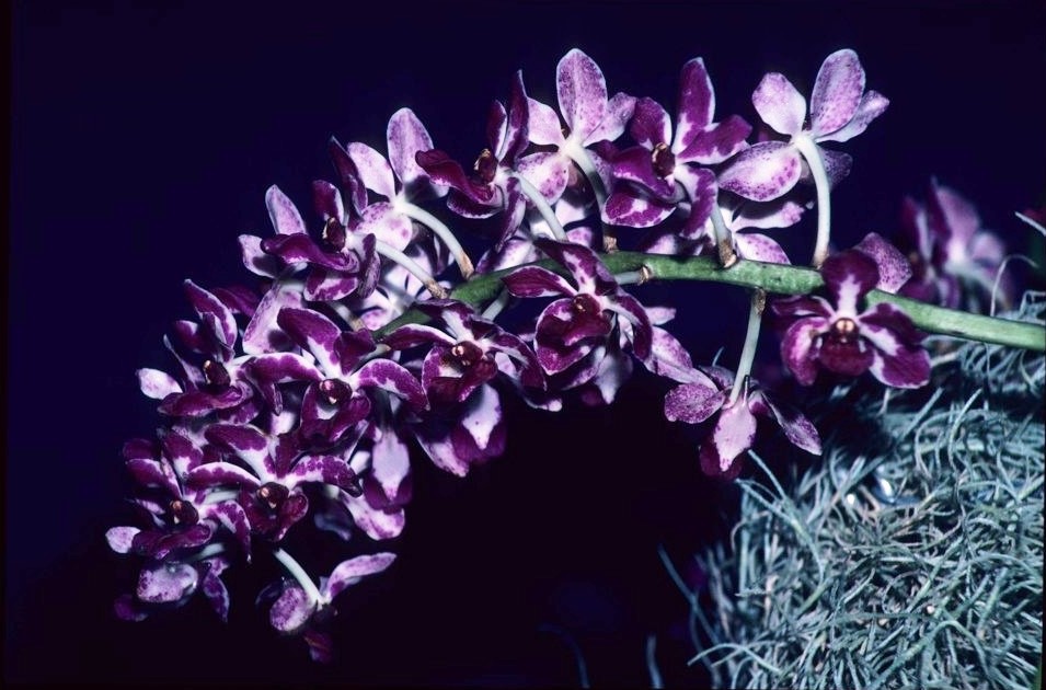 Rhynchostylis gigantea - photo 2