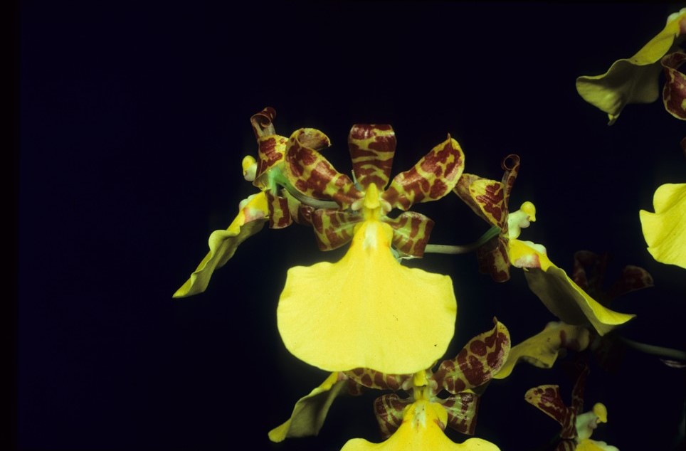 Trichocentrum splendidum