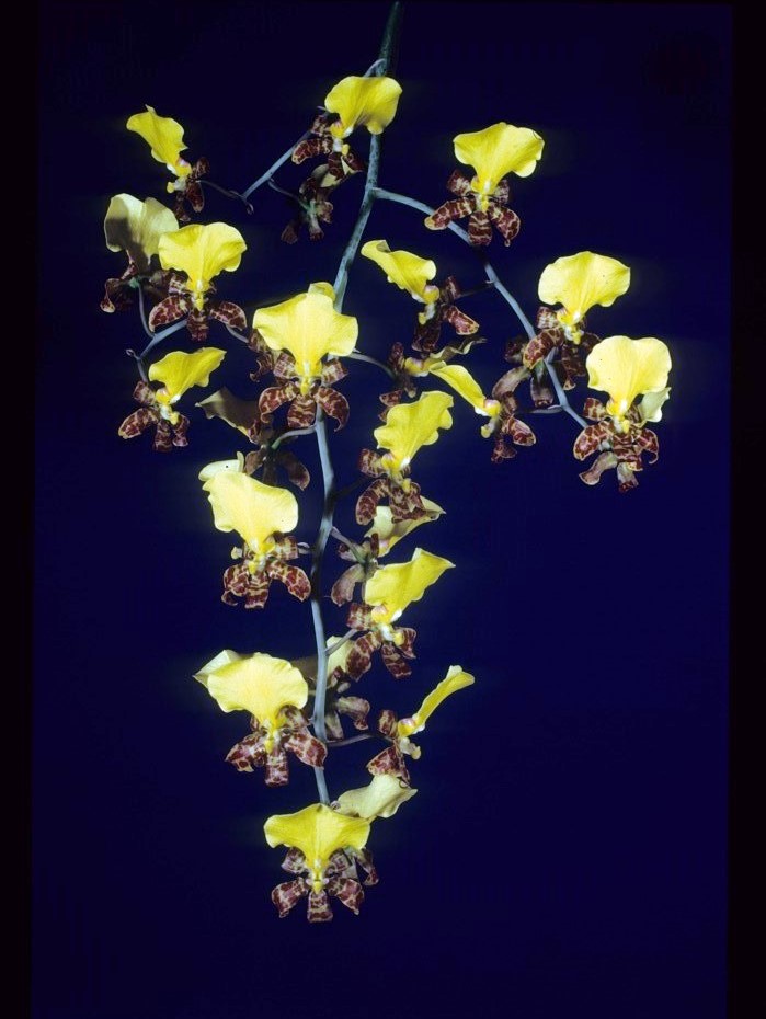 Trichocentrum splendidum - photo 2