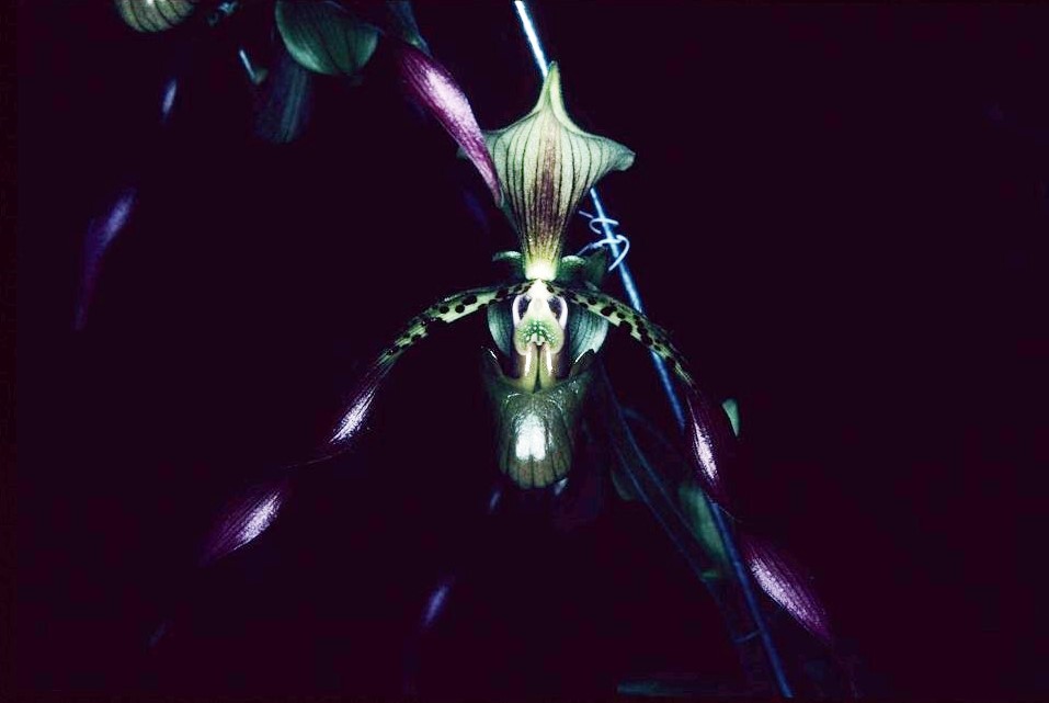 Paphiopedilum Robinianum