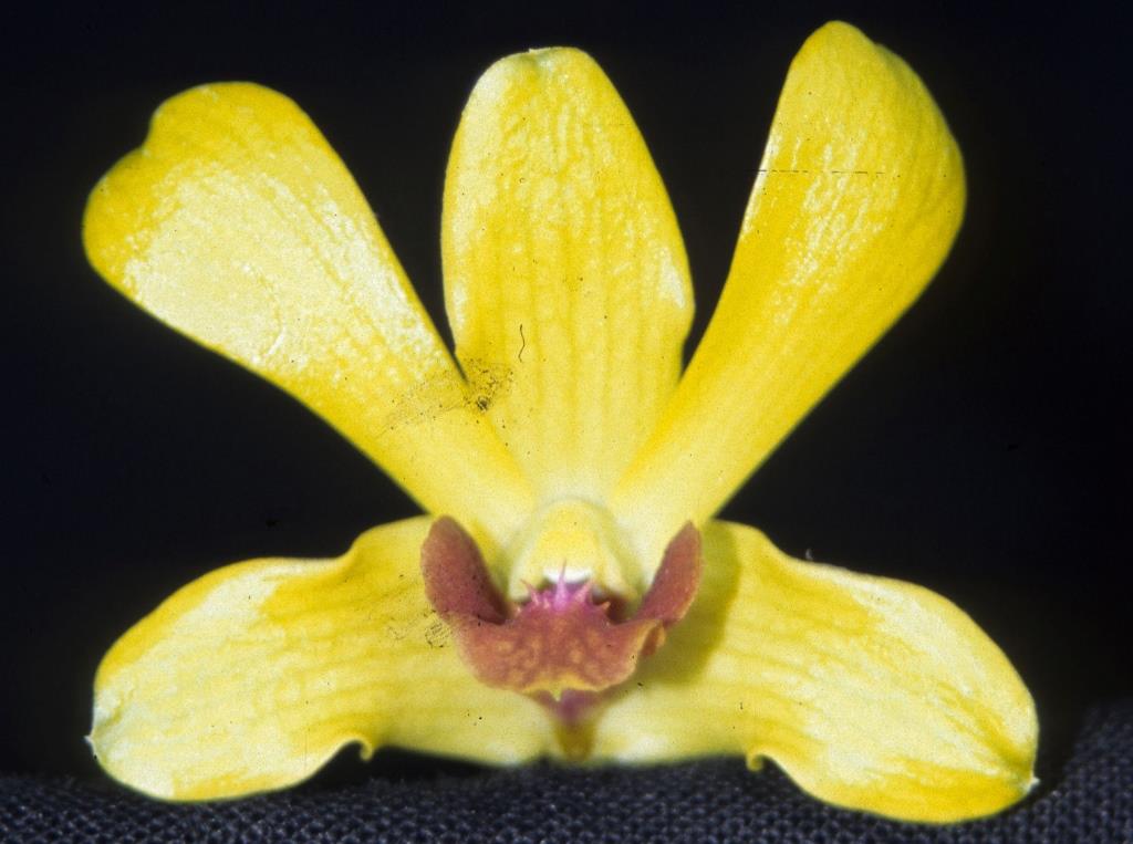 Dendrobium Karie Wakida - HCC/AOC
