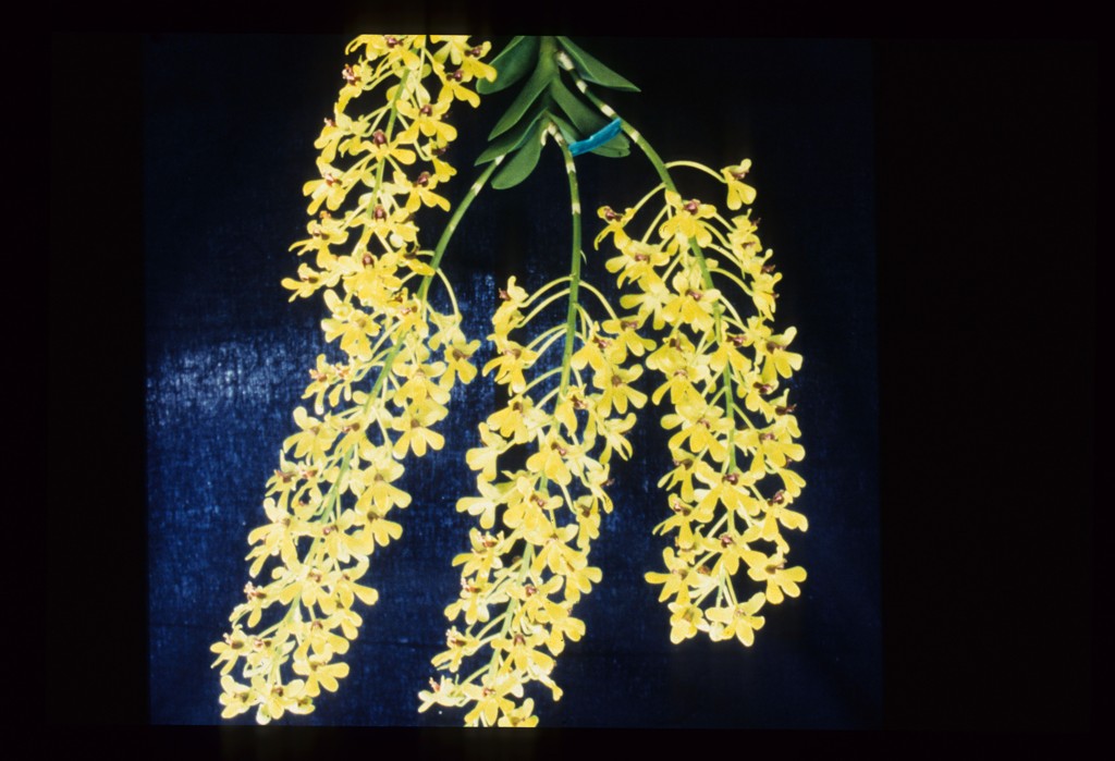 Dendrobium Karie Wakida - photo 2