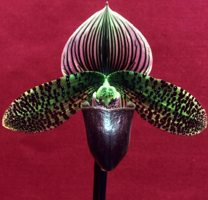 Paphiopedilum Macabre - AM/AOC