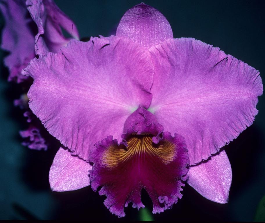 Rhyncholaeliocattleya Memoria Warren Jones - AM/AOC