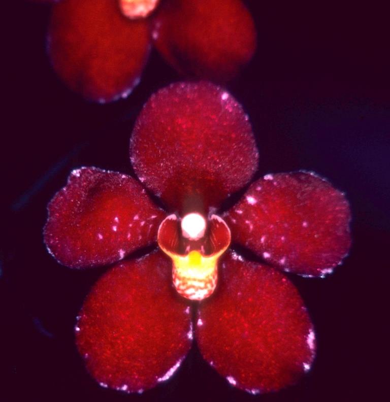 Sarco Burgundy on Ice