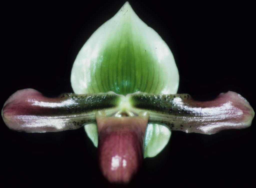 Paphiopedilum mastersianum var. mastersianum