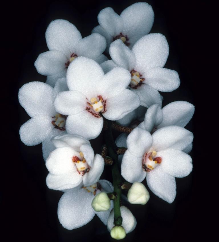 Sarcochilus Judith - HCC/AOC