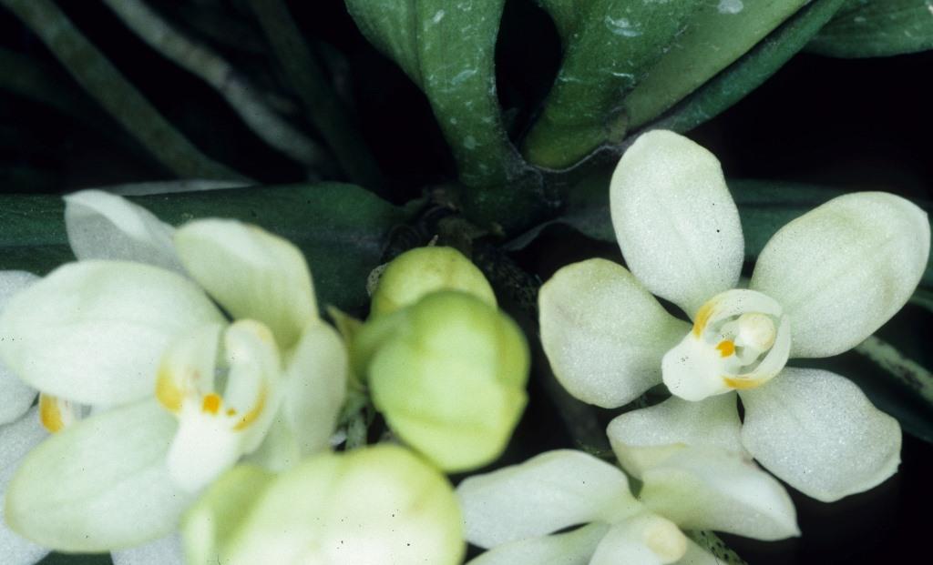 Sarcochilus falcatus - AD/AOC