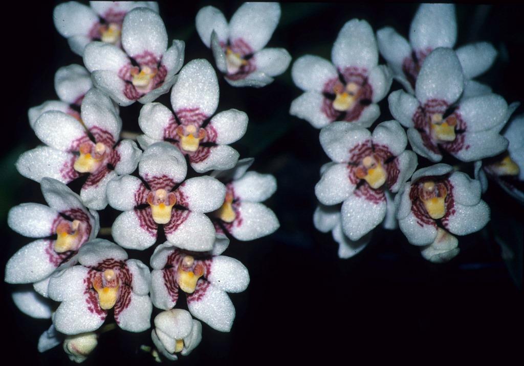 Sarcochilus hartmannii - HCC/AOC