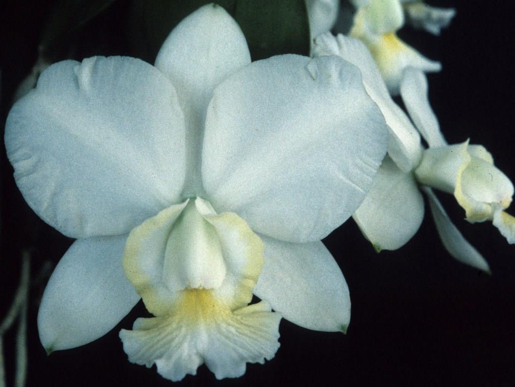 Cattleya x dolosa